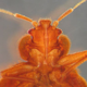 Imagen para el artículo titulado Para estas tres especies de animales practicar sexo es algo extremadamente difícil (por decirlo de manera suave)